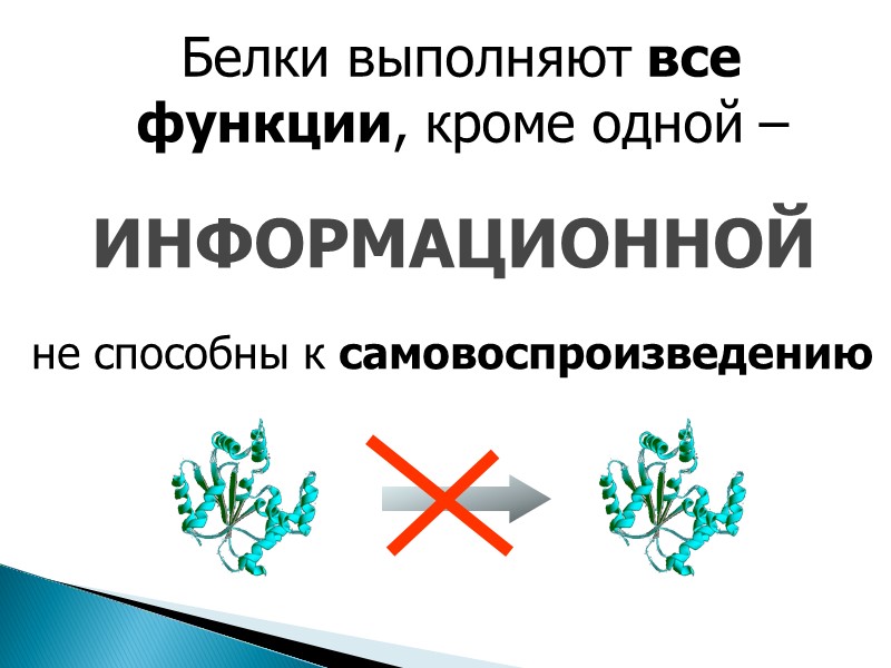 Белки выполняют все функции, кроме одной –   ИНФОРМАЦИОННОЙ  не способны к